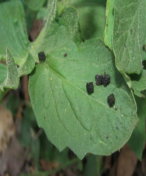 Finding Hornworm Droppings