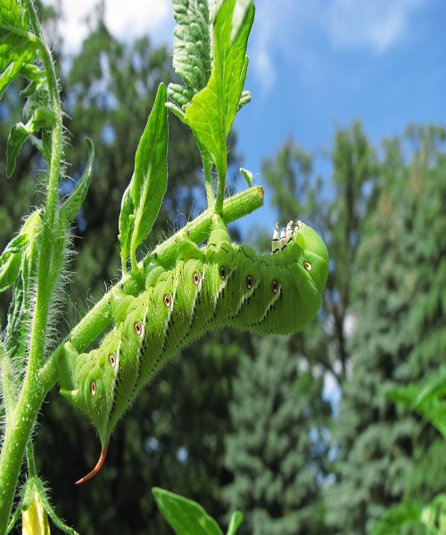 Finding Larger Hornworms