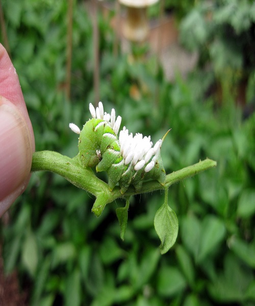 Finding Small Hornworms