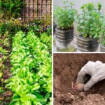 Grow-Your-Own-Food-Without-Spending-a-Dime-plus-50-Zero-Cost-Hacks