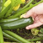 Grow the Best-Tasting Zucchini Ever With These 3 Easy Tips
