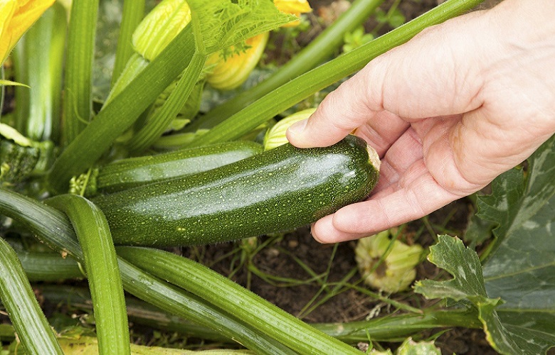 Grow the Best-Tasting Zucchini Ever With These 3 Easy Tips