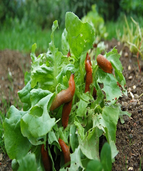 Hand-Picking-slugs