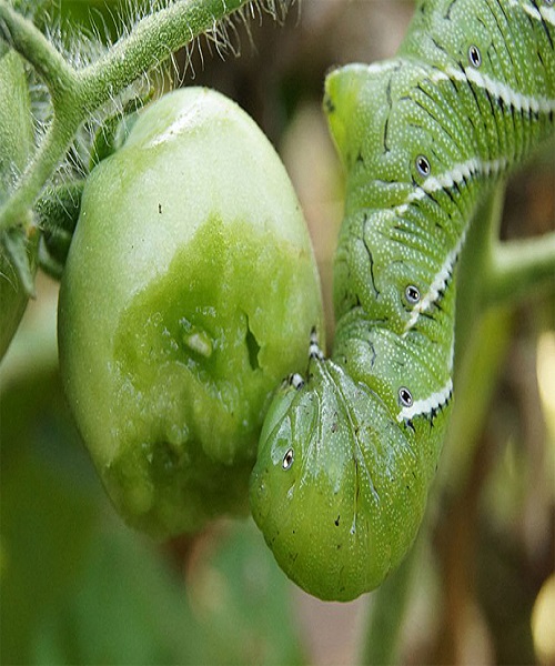 Hornworm Damage