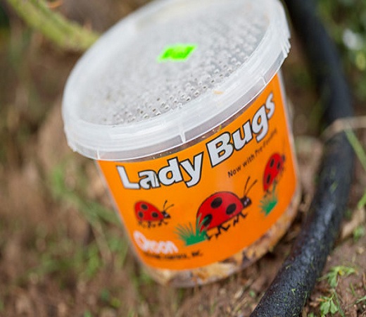 How To Buy and Release Ladybugs In The Garden