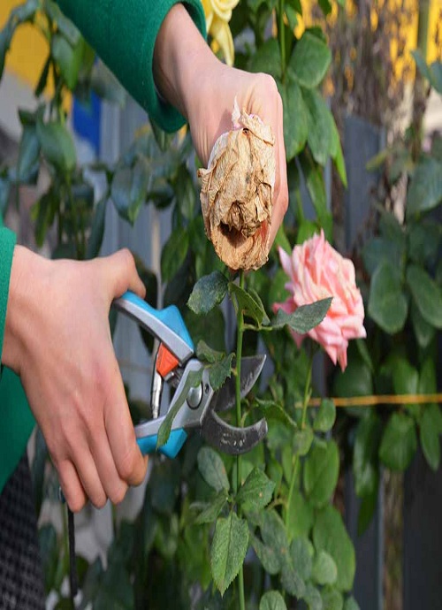 How To Deadhead Annual Flowers - Deadheading Annuals