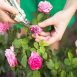 How To Deadhead Flowers - The Secret to Bigger Blooms