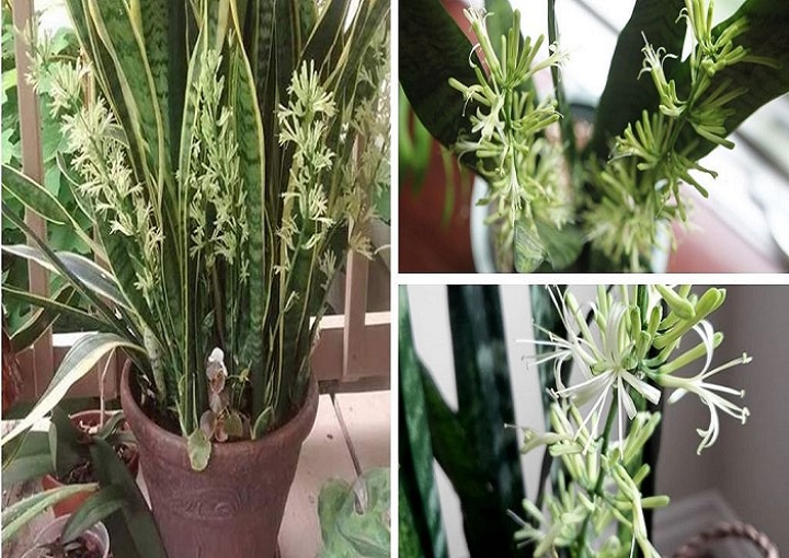 How to Boost the Growth of a Snake Plant