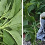 How-to-Make-Comfrey-Liquid-Fertilizer