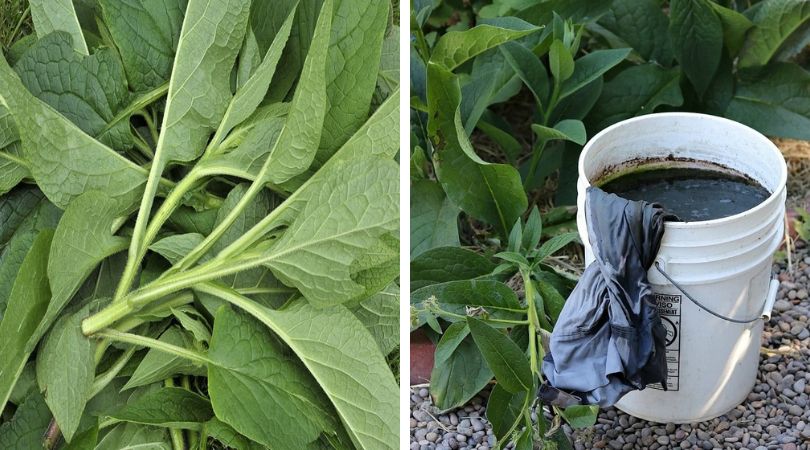 How-to-Make-Comfrey-Liquid-Fertilizer