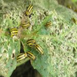 How to Prevent Cucumber Beetles from Attacking Your Plants Make Sure Your Plants Are Safe!