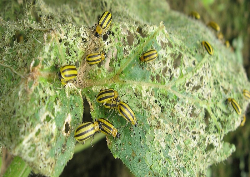 How to Prevent Cucumber Beetles from Attacking Your Plants Make Sure Your Plants Are Safe!