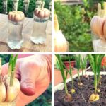 How to Quickly and Easily Root Garlic for an Infinite Supply