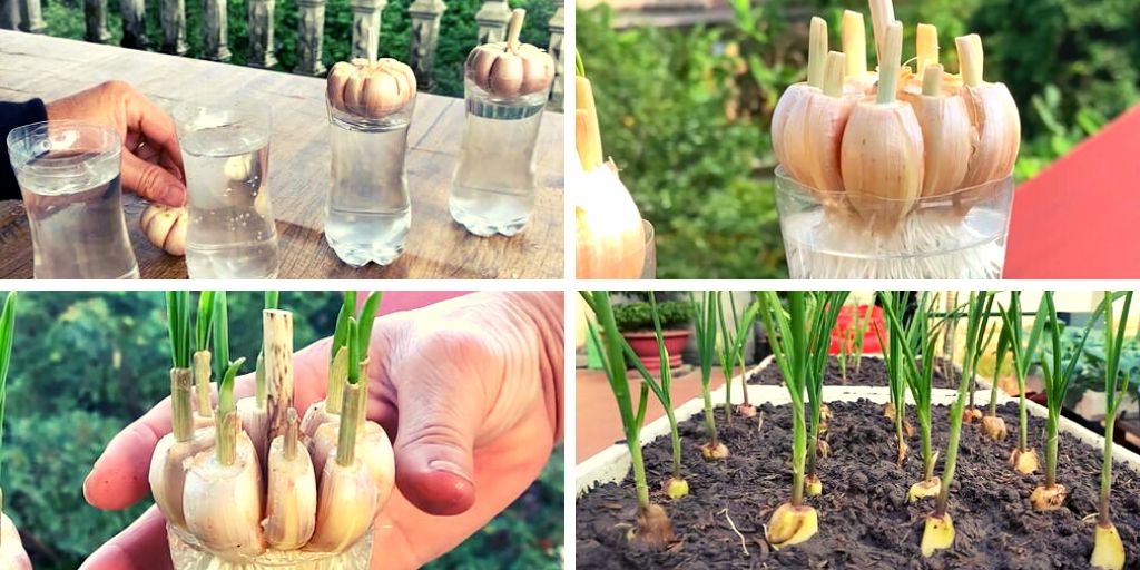 How to Quickly and Easily Root Garlic for an Infinite Supply