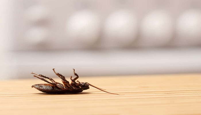 How to get rid of Roaches with Toothpaste and Other Natural Ways