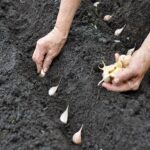 It's Time to Learn How to Grow Garlic This Fall! The Keys to Growing a Successful Crop