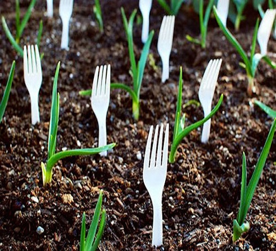 It's possible to scare away hungry animals by sticking plastic forks into the ground.