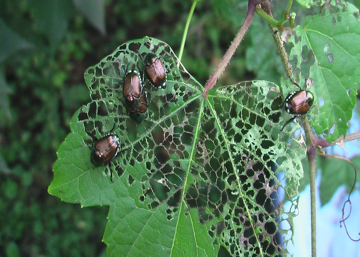 Japanese Beetle Spray Recipe – An Easy, All-Natural Way to Protect Your ...