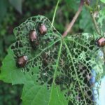 Japanese Beetle Spray Recipe – An Easy, All-Natural Way to Protect Your Plants