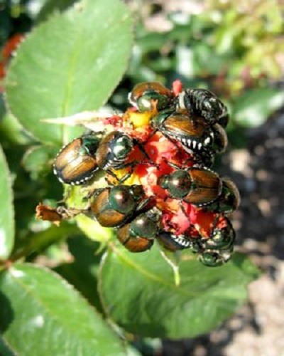 Japanese Beetles