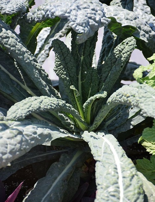 Kale – Brassica oleracea var. sabellica