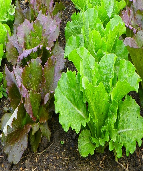 Lettuce-Kale-Greens