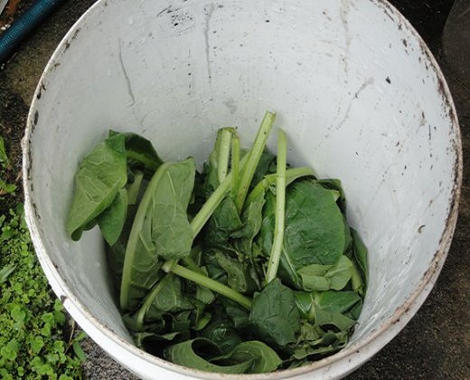 Make-Comfrey-Fertilizer