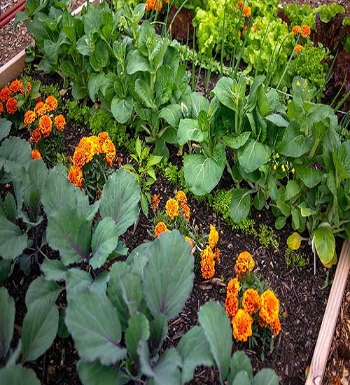 Marigolds In A Garden