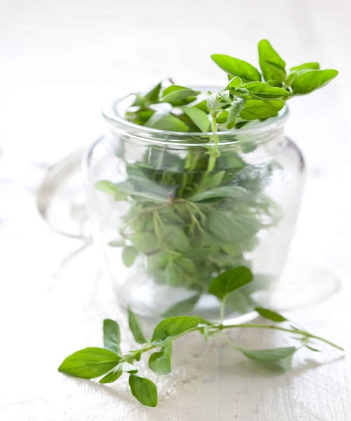 Marjoram