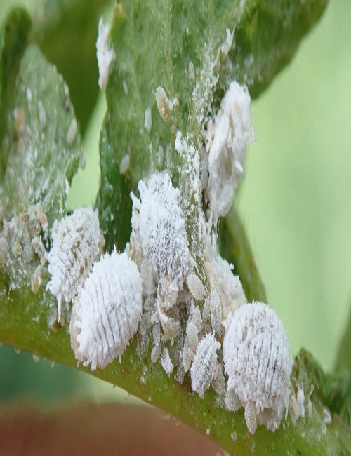 Mealybugs