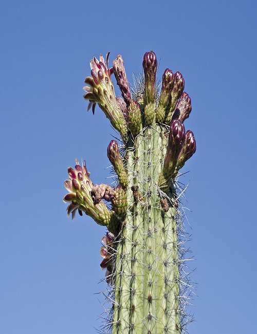 Organ Pipe Cactus