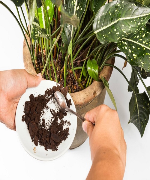 Paper coffee filters and Coffee Grounds