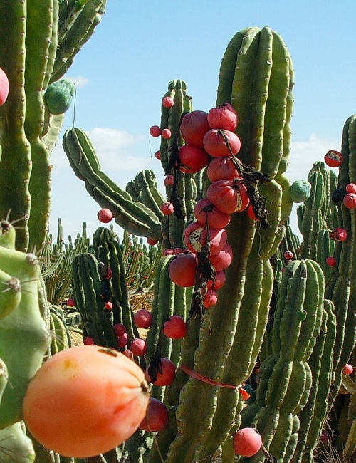 Peruvian Apple Cactus