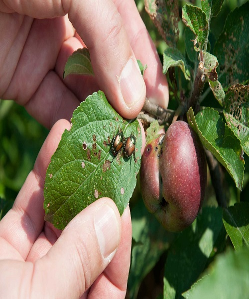 Picking Pests by Hand
