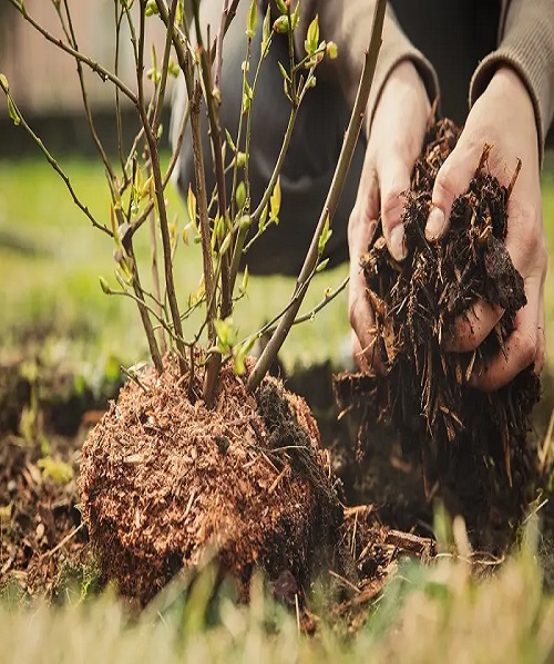 Power Mulch for Extra Nutrition