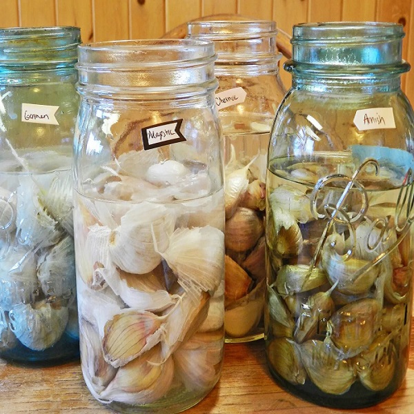 Pre-Soak the Bulbs