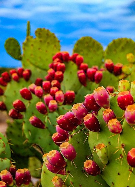 Prickly Pear