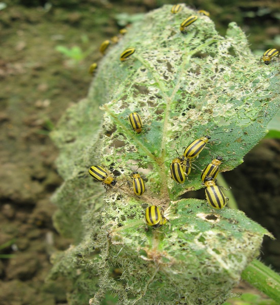 Protect Your Plants from Cucumber Beetles