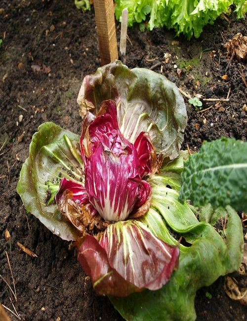 Radicchio (typically grown as an annual) – Cichorium intybus