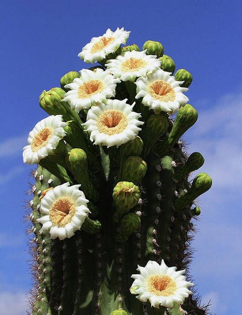 Saguaro Cactus