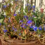 Save Your Hanging Baskets & Container Plants From Dying!