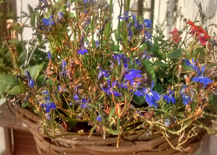 Save Your Hanging Baskets & Container Plants From Dying!