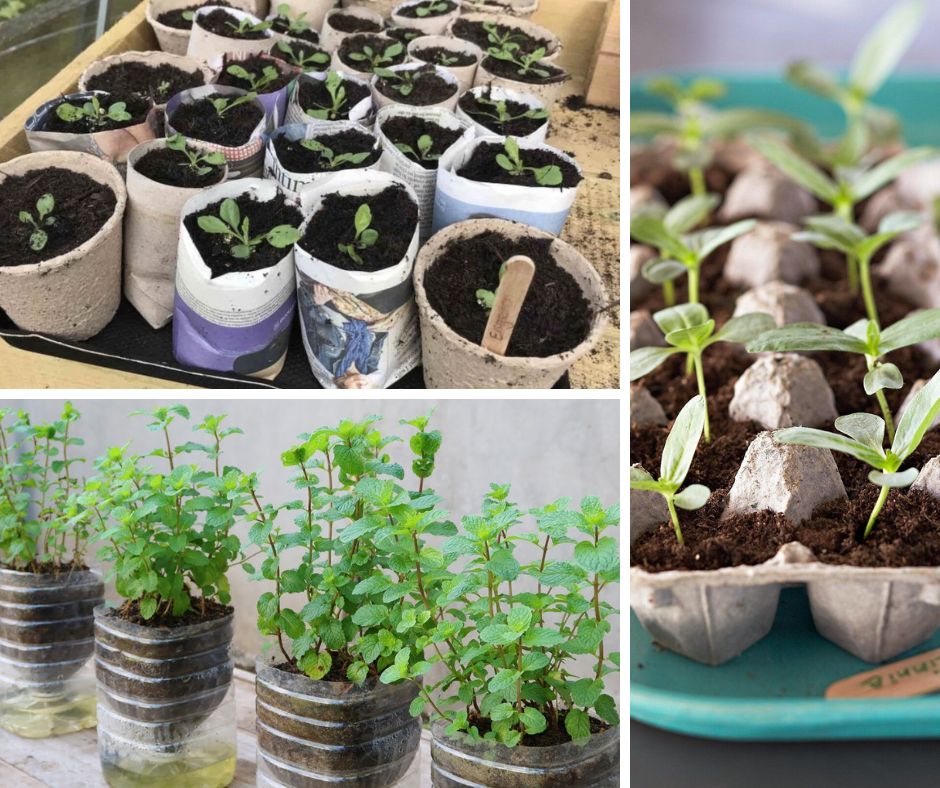 Seed Trays-Pots-and-Planters-At-Zero-Cost