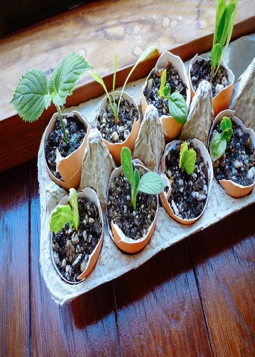 Seedlings in halves of eggshells and an empty egg carton