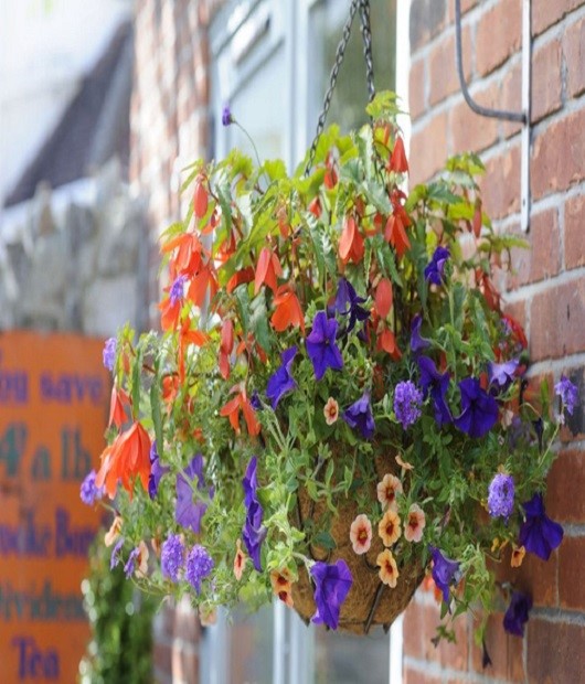 Selecting the Right Plants for Hanging Baskets