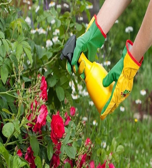 Spray for flower black spot