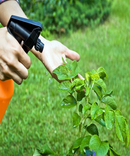 Sprays with insecticidal soap