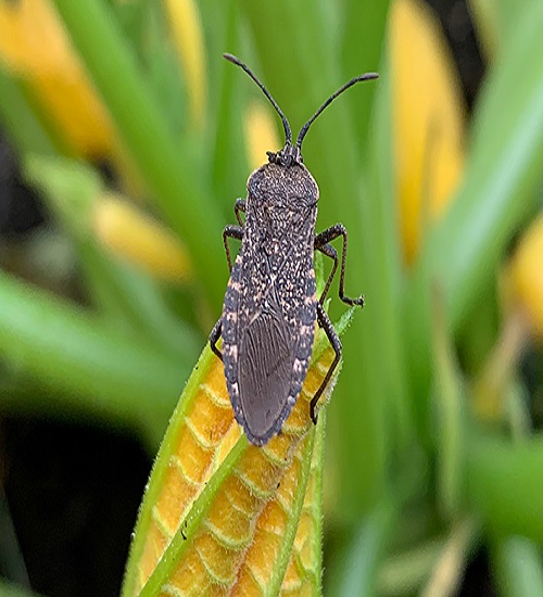 Squash Bugs