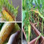 Step-by-Step Instructions for Growing an Infinite Supply of Corns