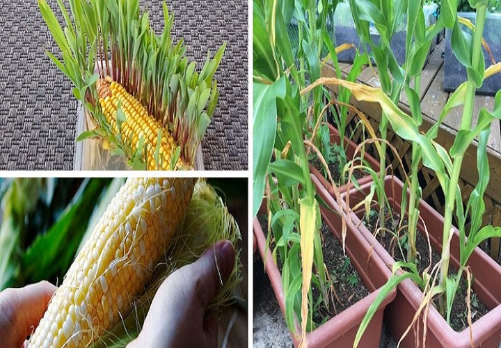 Step-by-Step Instructions for Growing an Infinite Supply of Corns
